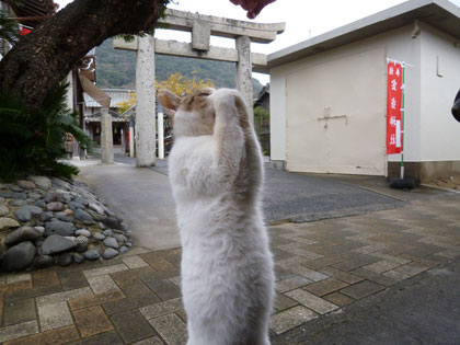 宝当神社の入口の鳥居の前で猫がお願いポーズ
