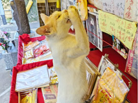 �L�����̂��肢�|�[�Y