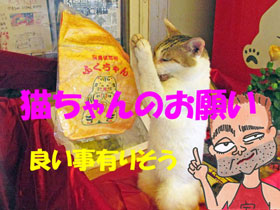 野崎酒店の猫のお願いポーズ