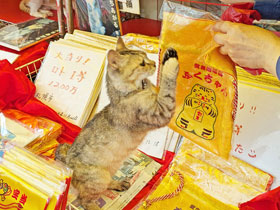 ����X����ŔL�����̂��肢�|�[�Y