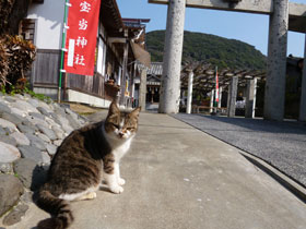 宝当神社の入口には猫ちゃんがお出迎え