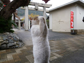 宝当神社の鳥居の前で猫ちゃんのお願いポーズ