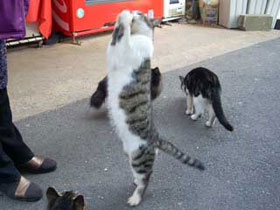 �L���L�̕�����񂪂��肢�|�[�Y�ł�